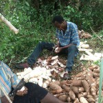 Die Cassavawurzel werden geschält, in Stücke geschnitten und dann in der Sonne getrocknet und anschließend zu Gari verarbeitet.